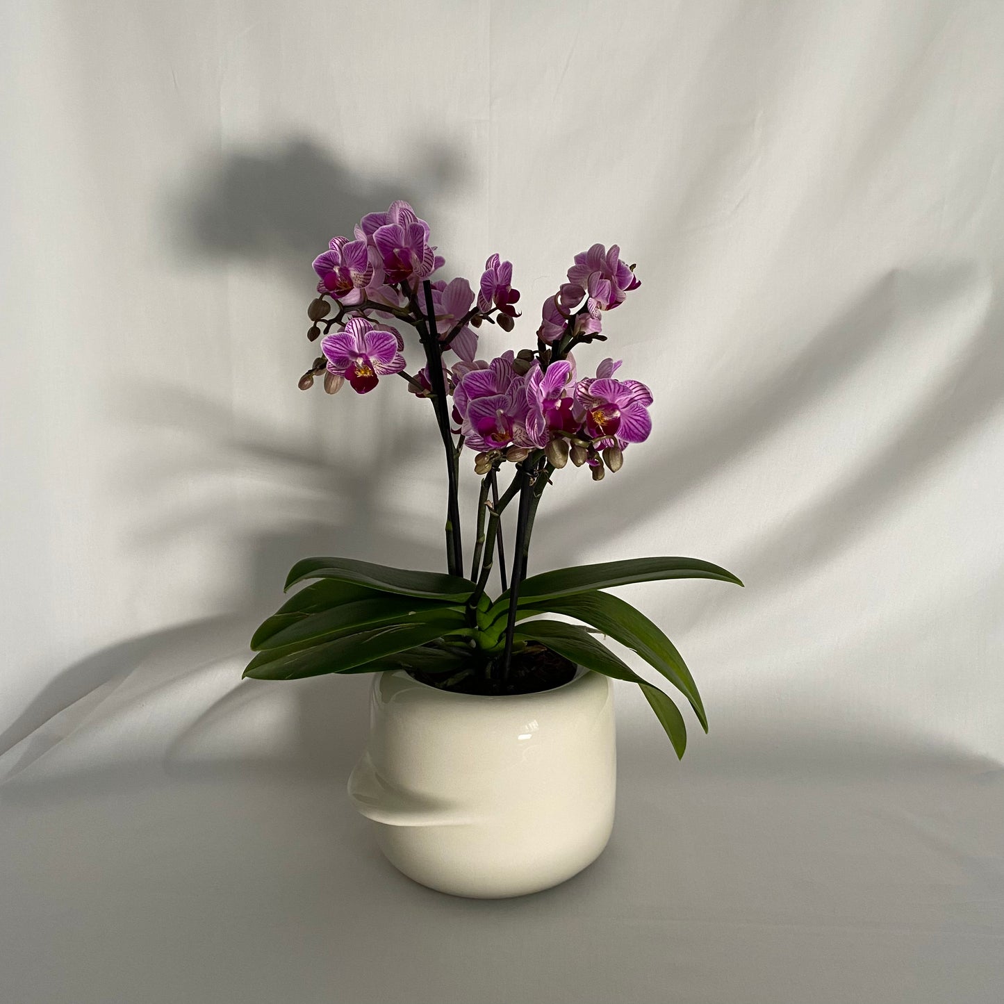 VASE / POT DE FLEURS AMENO M